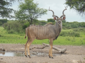 Greater Kudu