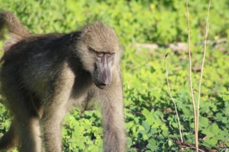 Baboon