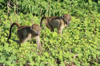 Baboon