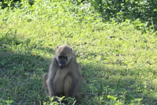 Baboon