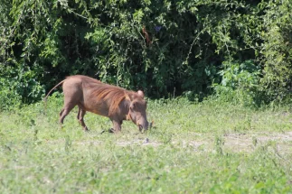 Warthog
