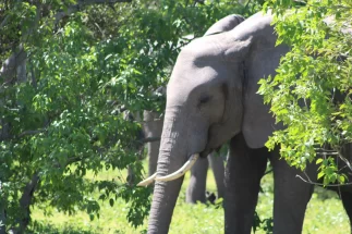 Elephant