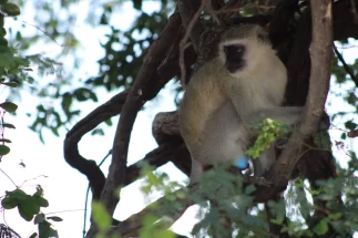 Vervet Monkey