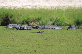 Crocodiles