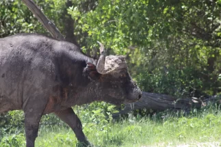 Water Buffalo
