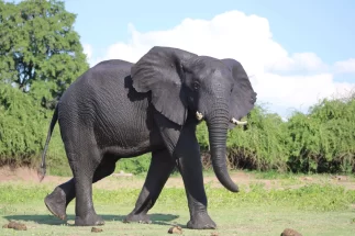 Elephant