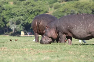 Hippopotamuses
