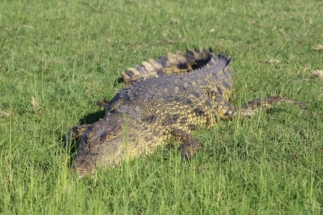 Crocodile