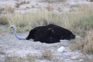 Ostrich