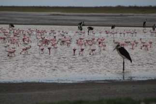 Pink Flamingos