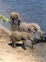 Elephants