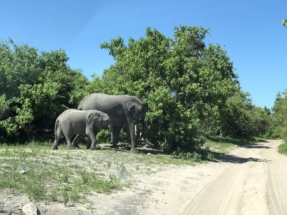 Elephants