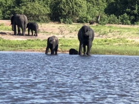Elephants