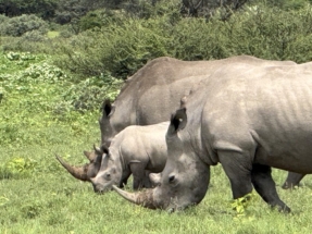 Rhinoceroses