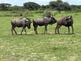 Wildebeests