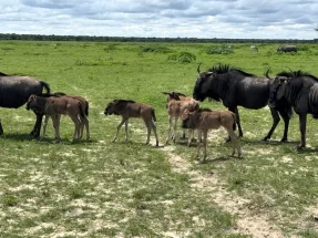 Wildebeests