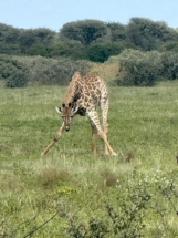 Giraffe
