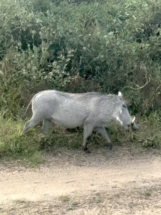 Warthog