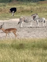 Zebras &amp; Ostrich