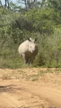 Rhinoceros